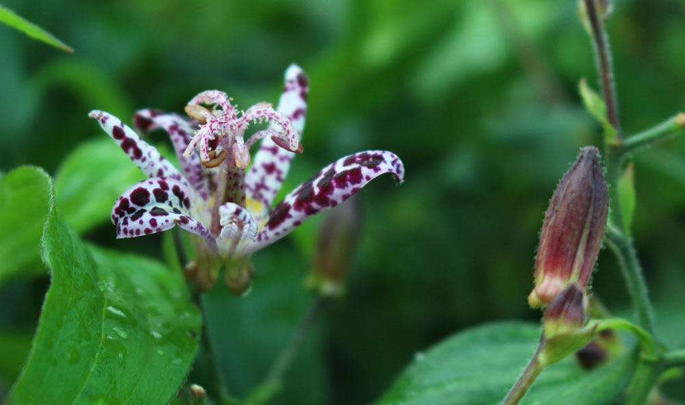 Toad lily or Tricyrtis sinonome. 
