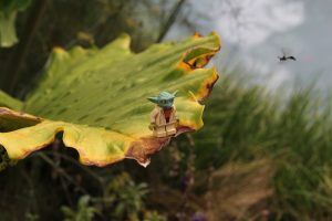 Noah Renfroe image of Yoda, leaf and wasp
