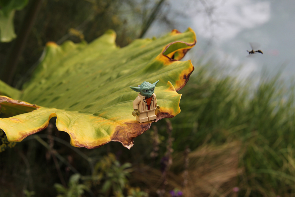 Noah Renfroe image of Yoda, leaf and wasp -- another of our Instagram Contest Winners