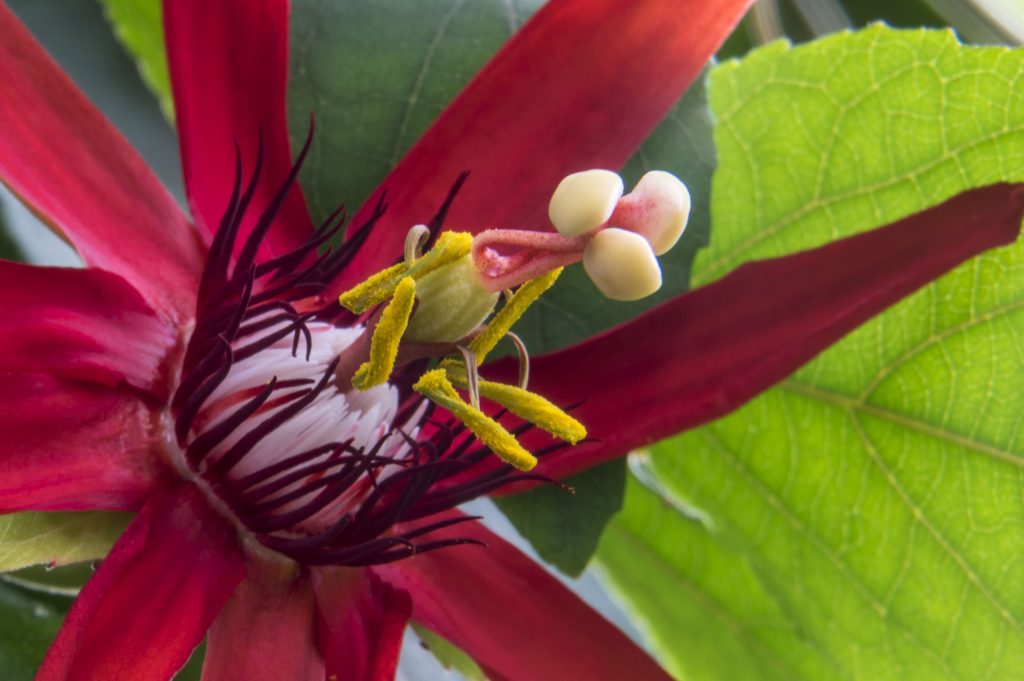 A passion vine bloom resembles an animated creature