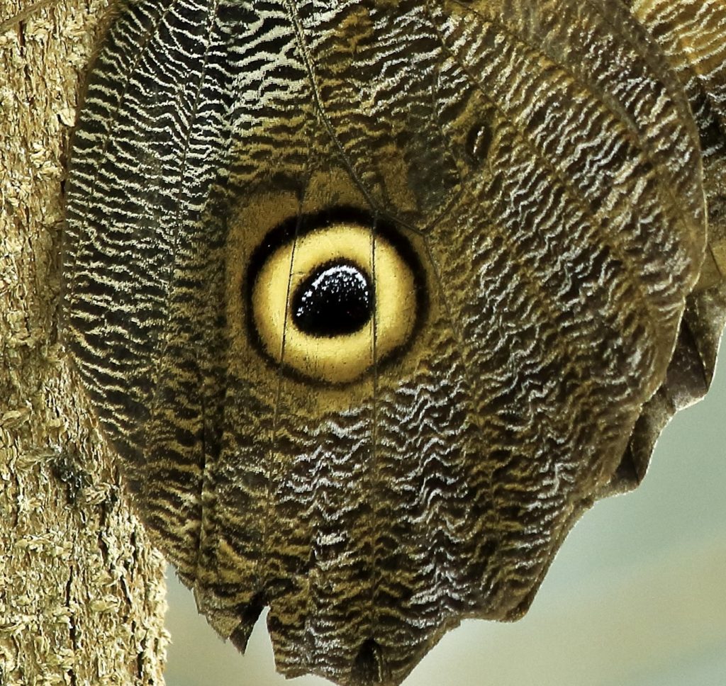 A close-up of a butterfly wing features a marking resembling a large eye. Nature is amazing!