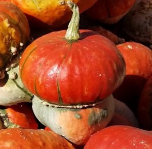 Tiny turk squash resembles a miniature squash wearing a pumpkin-like hat.