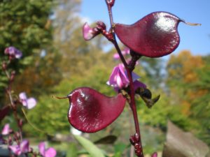 Hyacinth beans growing on a stalk resemble birds.