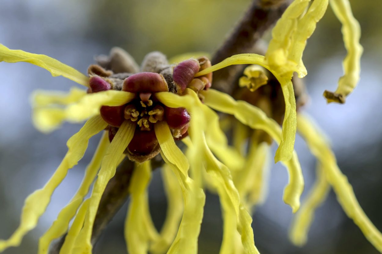 A witch hazel bloom has hanging, bright-yellow petals that resemble a fire-breathing dragon.