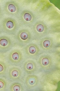 lotus pod seed head