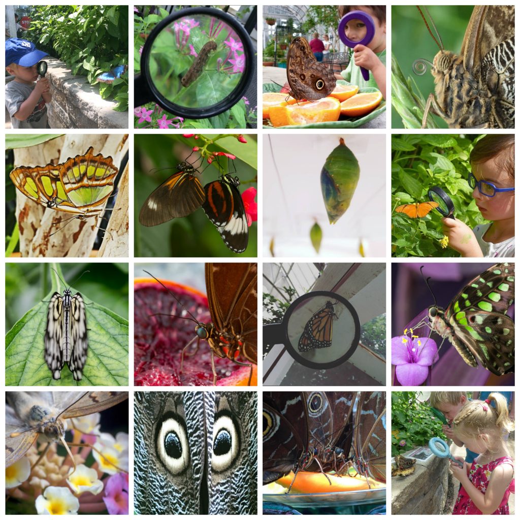 Finalists for our Butterfly's Choice pick in the #Bflies Instagram Contest