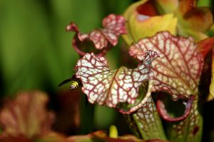 Wasp and pitcher plants. Photo by Laura Russell