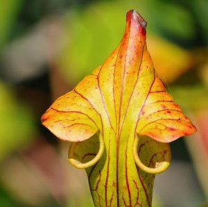 Pitcher Plant or Sarracenia