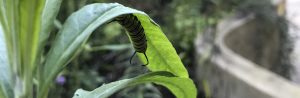 Monarch Caterpillar in the Children's Garden