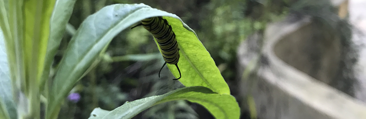 Monarch Caterpillar in the Children's Garden for Forest Bathing, health benefits of nature