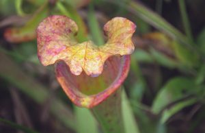 pitcher plant one of several carnivorous plants at Lewis Ginter Botanical Garden