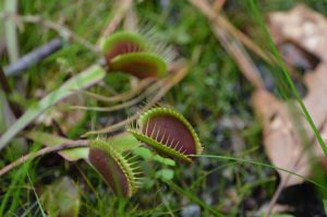 venus fly trap