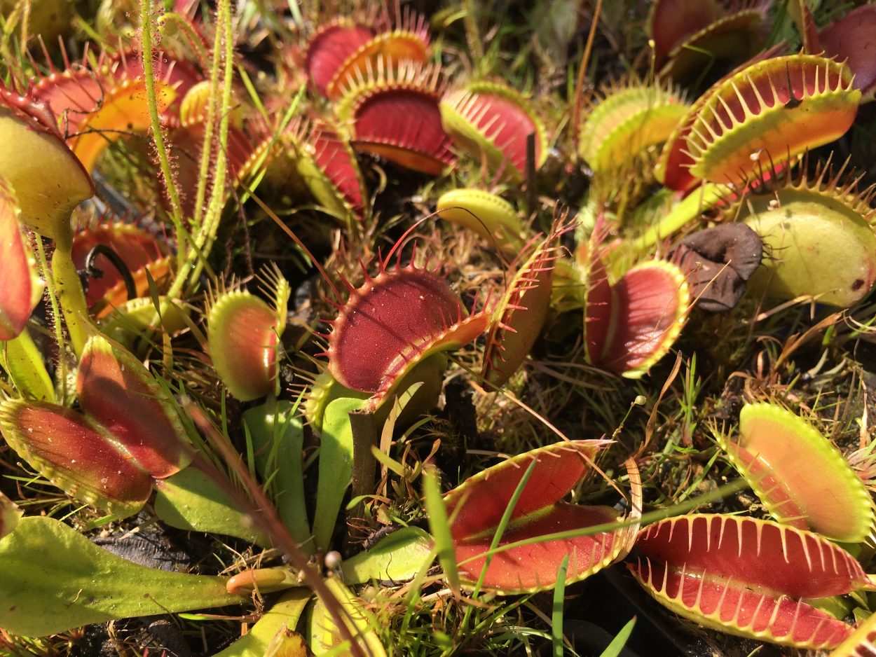  venus  fly  traps  plant  sale vendor meadowview biological 