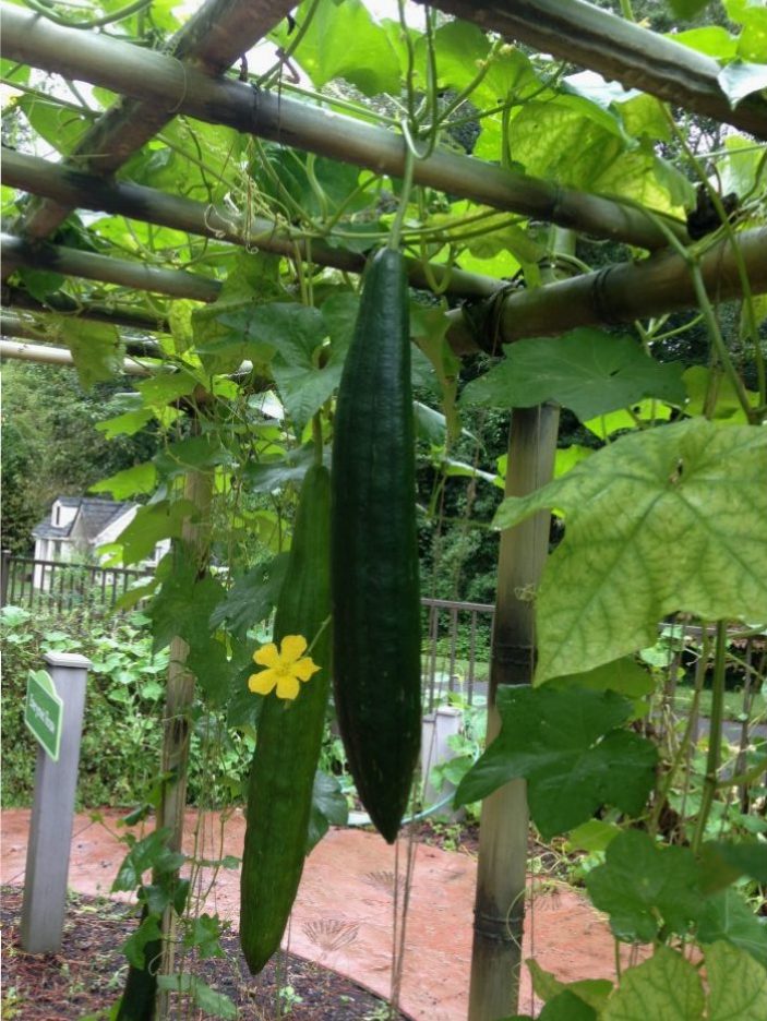 Mature luffa fruits are long and dangle down from vines.