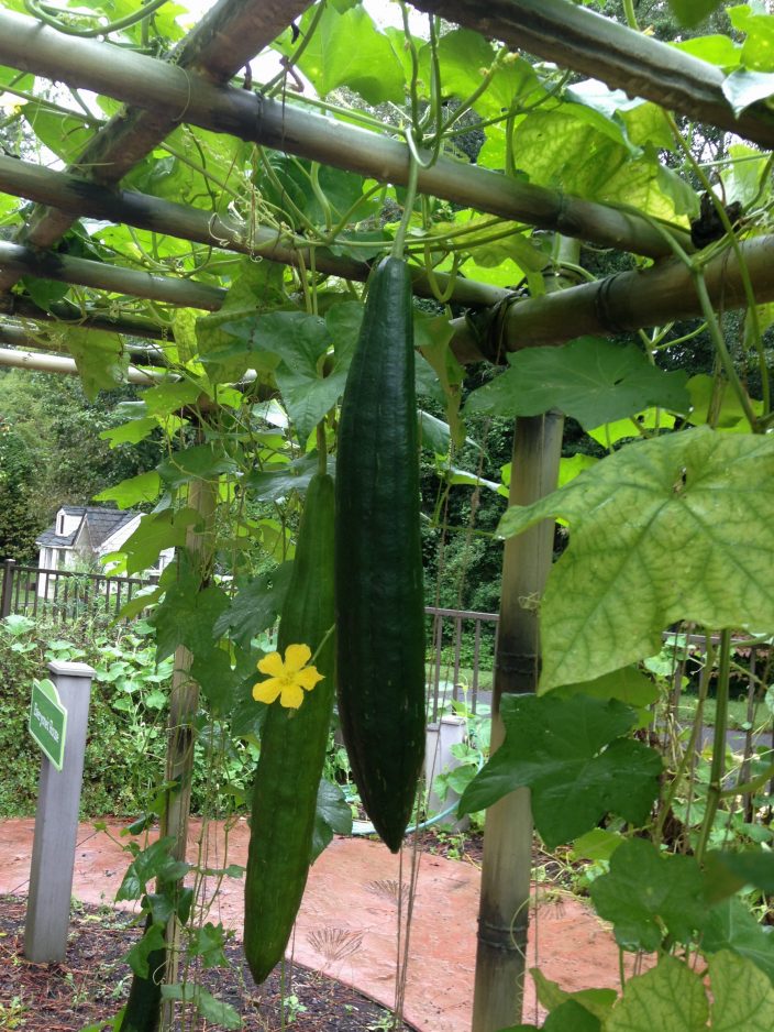 acceptabel vægt Bebrejde Luffa or Loofah: How to Grow and Use this Amazing Plant
