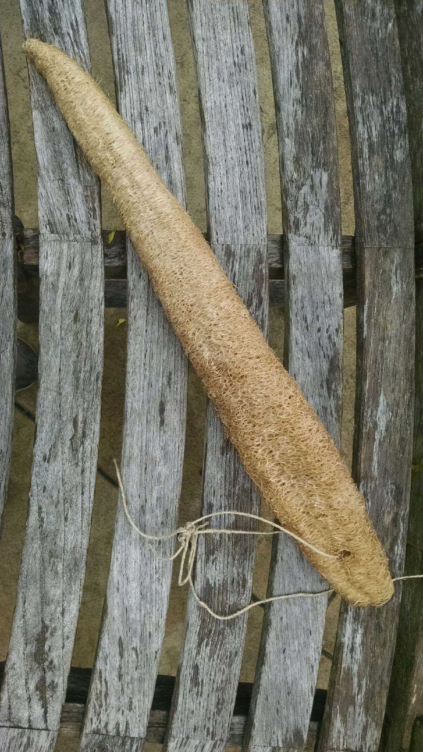 Dried fiber from the luffa typically is long and rough in texture.