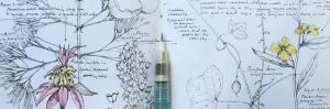 Botany and Journaling Lara Call Gastinger