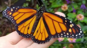 Herbie the Monarch