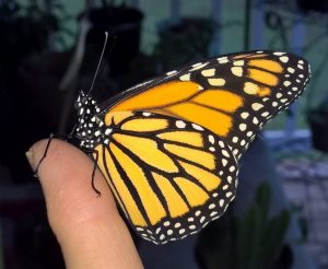 Monarch Butterfly adopted from PlantFest. Image by Patti Davis