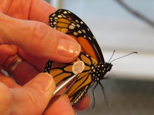 Tagging a monarch butterfly