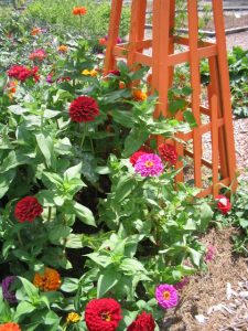 Cutting Garden