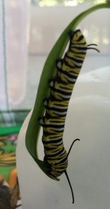 a Monarch Caterpillar
