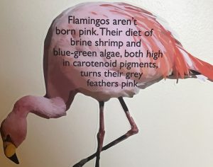 pink flamingo fact