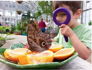 Boy looking at giant owl butterfly through magnifying glass.