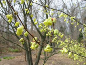 Corylopsis or buttercup winterhazel