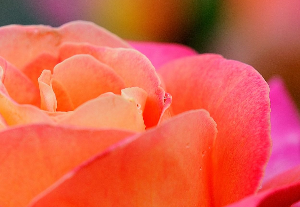 coral-colored rose petals are a popular garden trend.