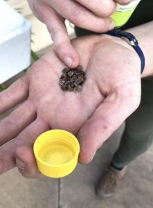 Cryptolaemus montrouzieri - Mealybug Destroyers that are beneficial bugs