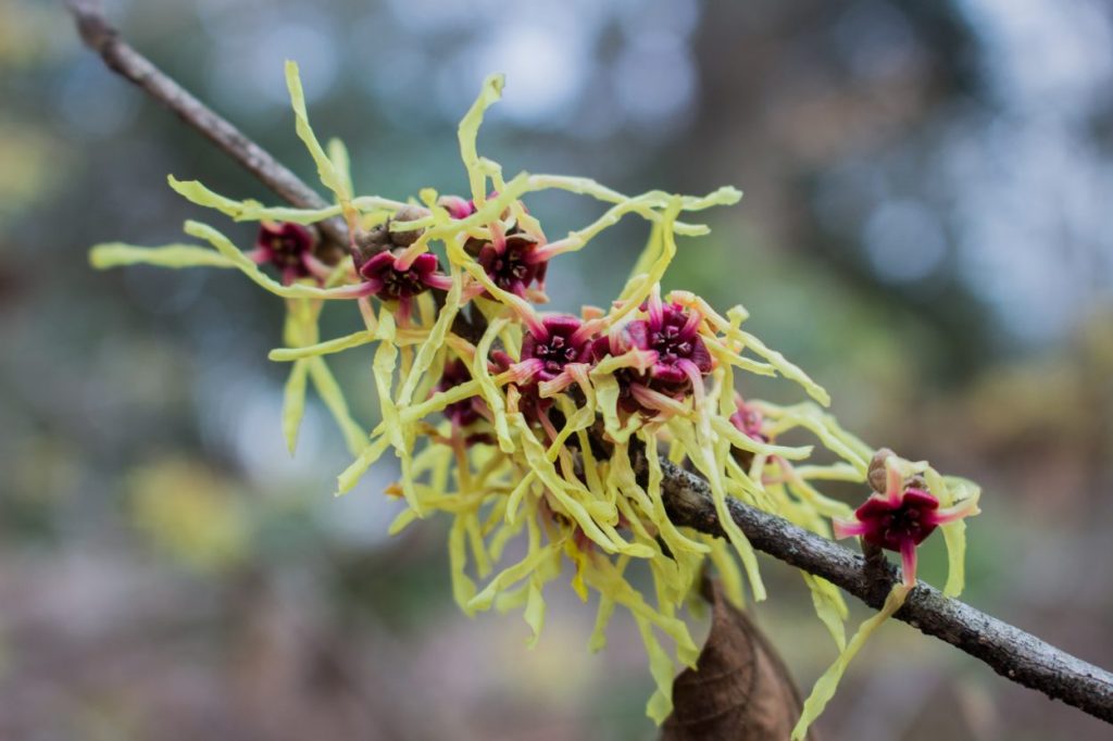 Virginia Witch Hazel- A witch Hazel grove in the Flagler Garden. Hamamelis virginiana 