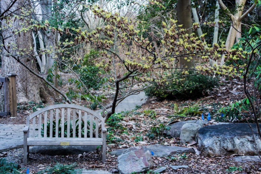 A witch Hazel grove in the Flagler Garden. Hamamelis virginiana 