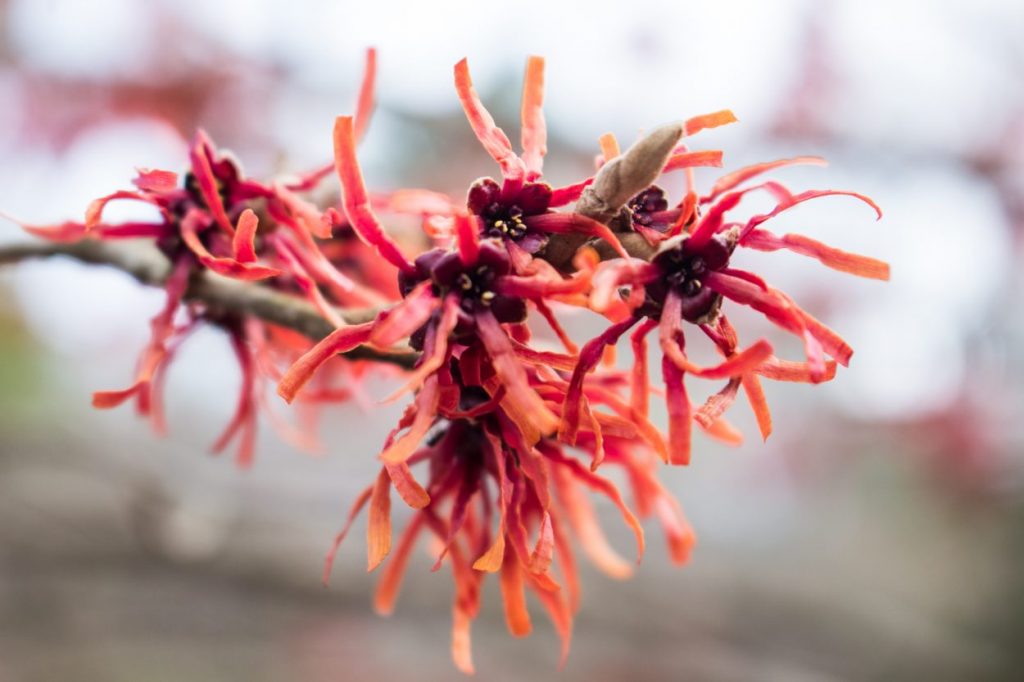 Hamamelis × intermedia 'Diane'