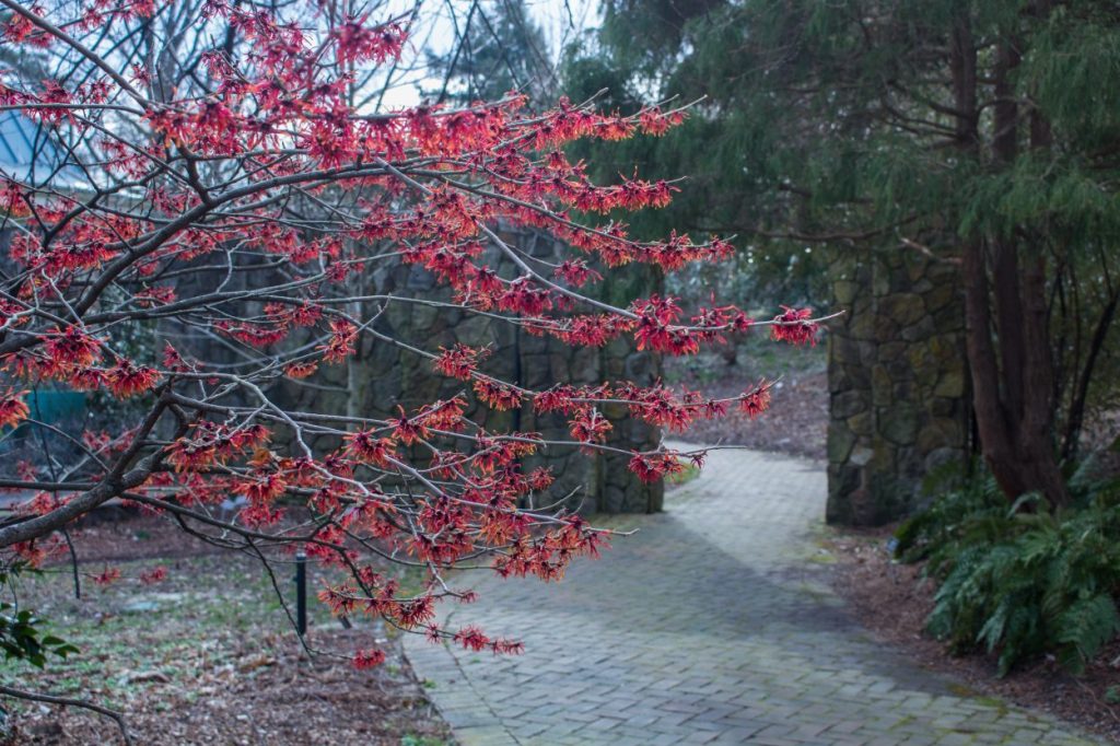 Witch hazel grove in the Flagler Garden-Hamamelis × intermedia 'Diane' 