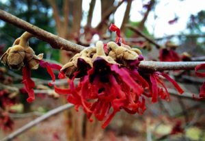 Hamamelis × intermedia 'Diane'