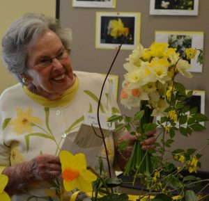 Visitor at the Daffodil Show and Sale looking at daffodil blooms