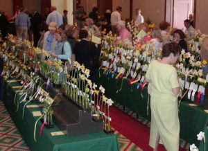Daffodils at the Flower show