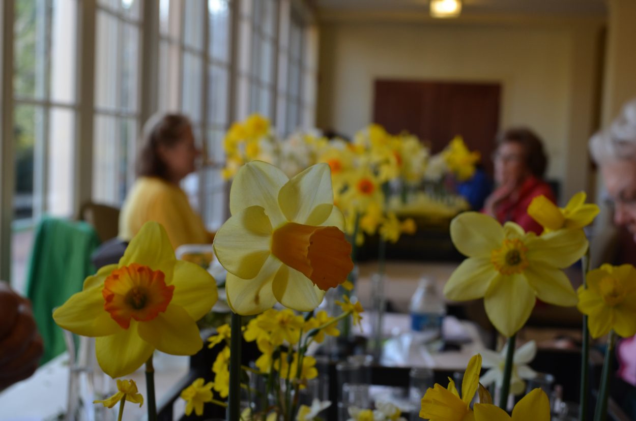 Daffodils at the Flowers Show