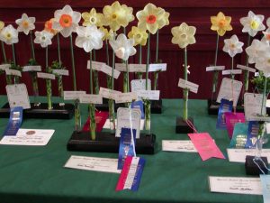 Flower show winners from the Daffodil Society Show and Sale