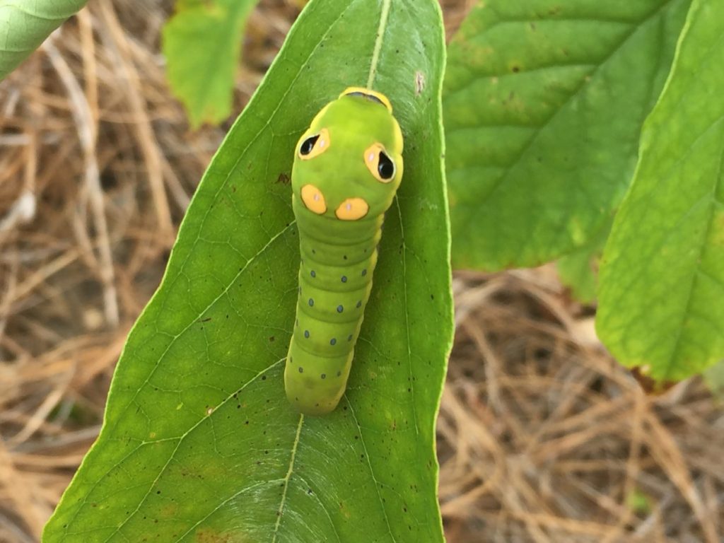 spicebush swallowtail larvae on the spicebush green