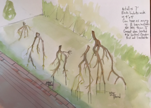 walking sticks schematic water color by artist Susann Whittier