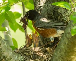 A robin feeds worms to baby birds in the nest. Birdscaping is just one way to attract birds to your yard.