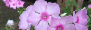September Blooms