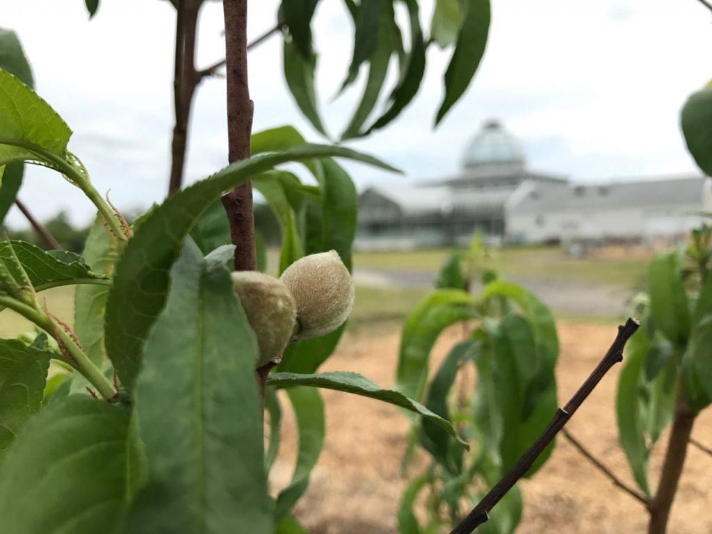 white peach dwarf tree