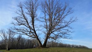 A 175-year-old oak tree has overextended branches , pruning was recommended.