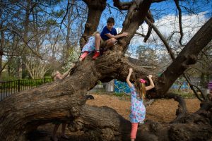 Children climb the mulberry tree -- playing outside is part of the healing nature of the Garden.