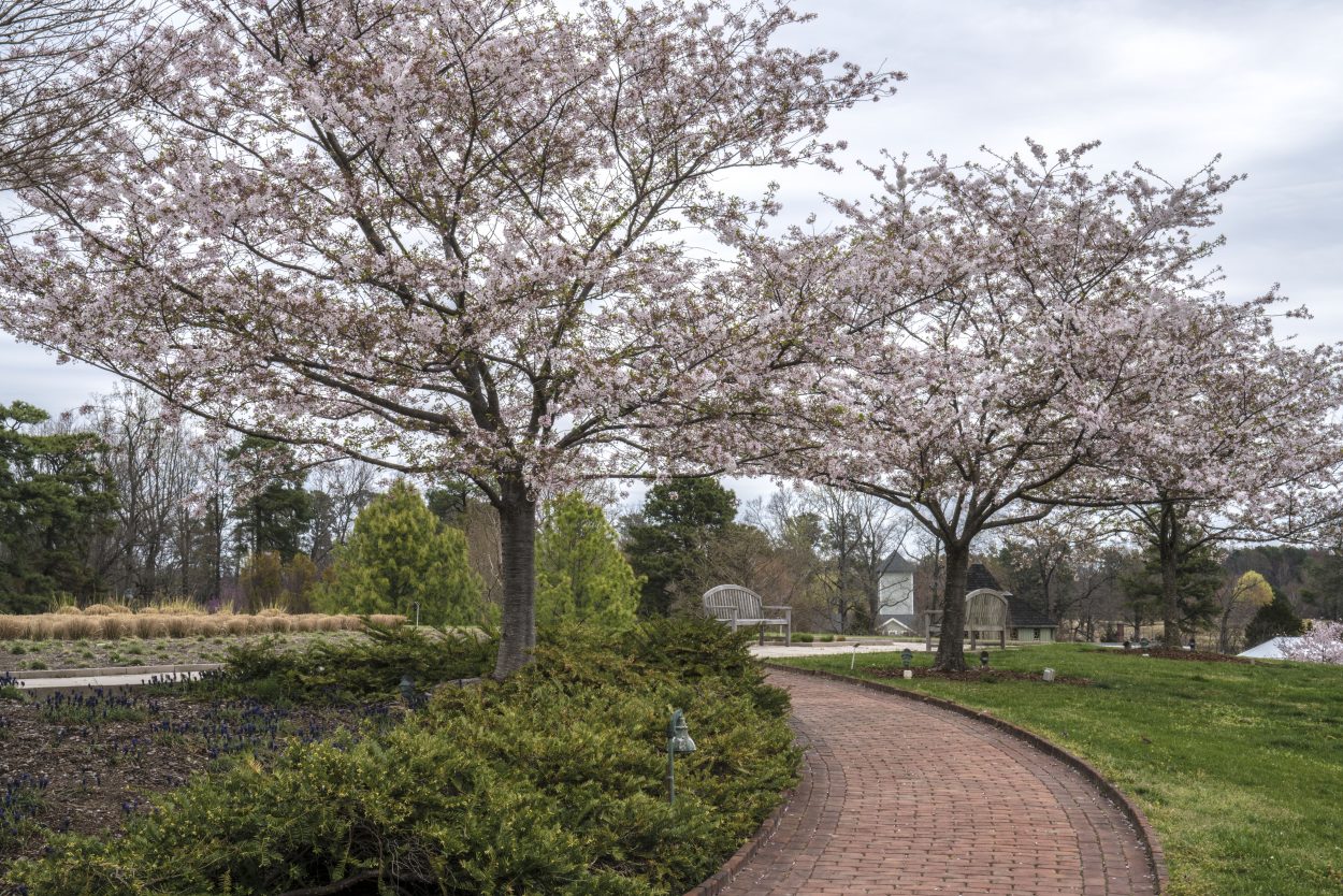 Blooming trees line walking path for a perfect photography spot at Lewis Ginter Botanical Garden. Image by Don Williamson.