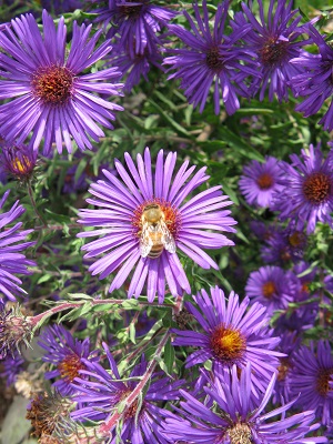 Bee on Aster in early fall