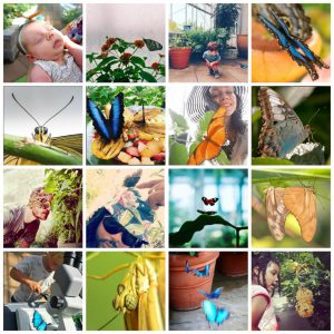 Collage of images of submissions from Butterflies LIVE!
